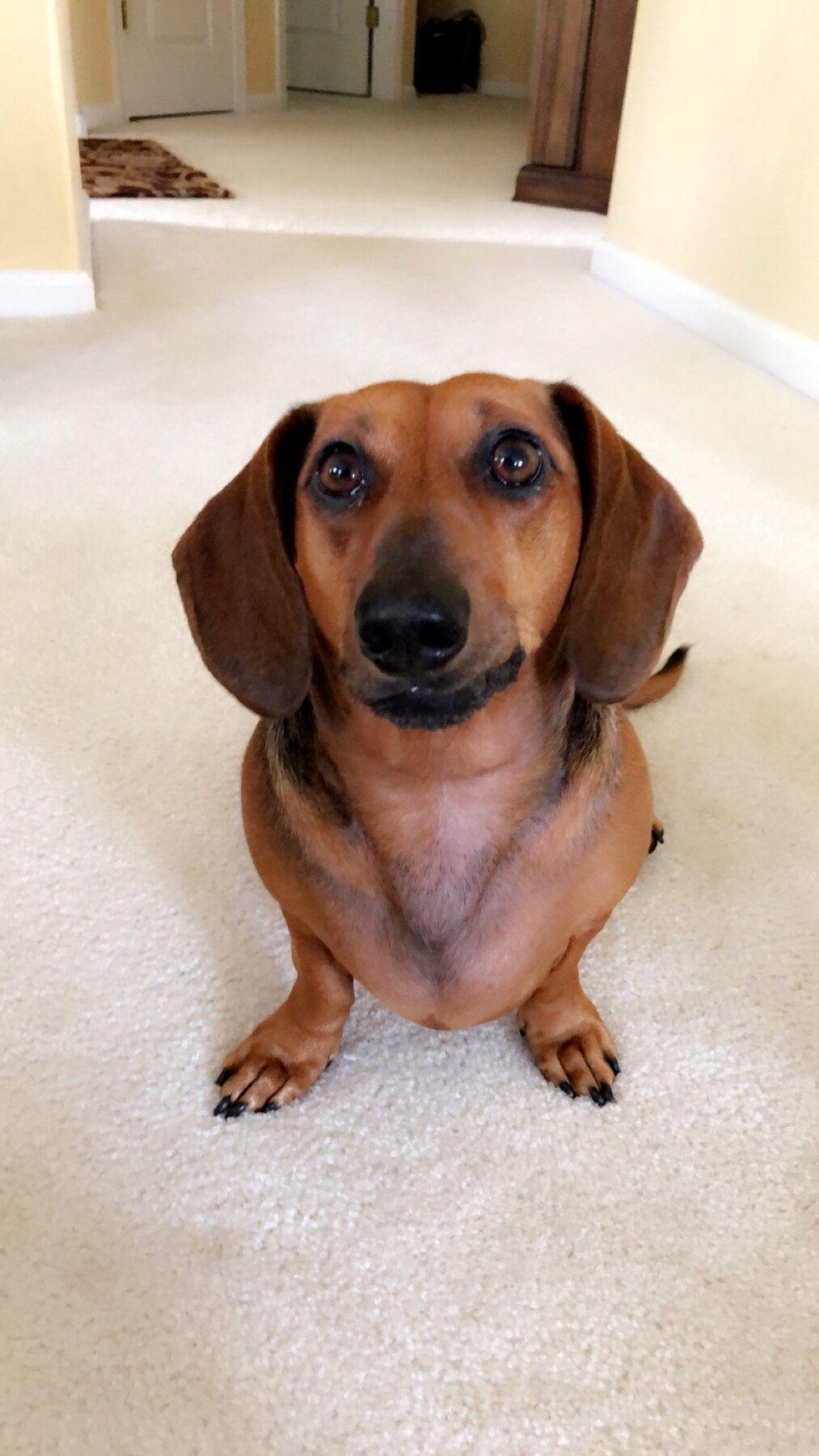 Mulligan the dachshund