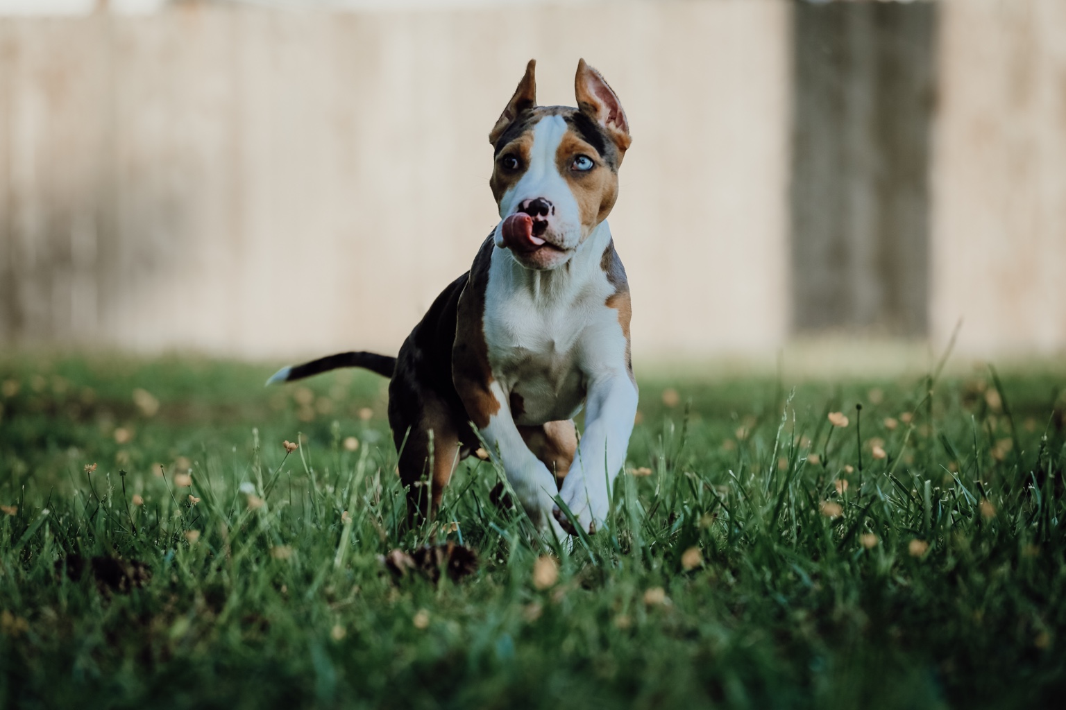 American Bully running through the grass