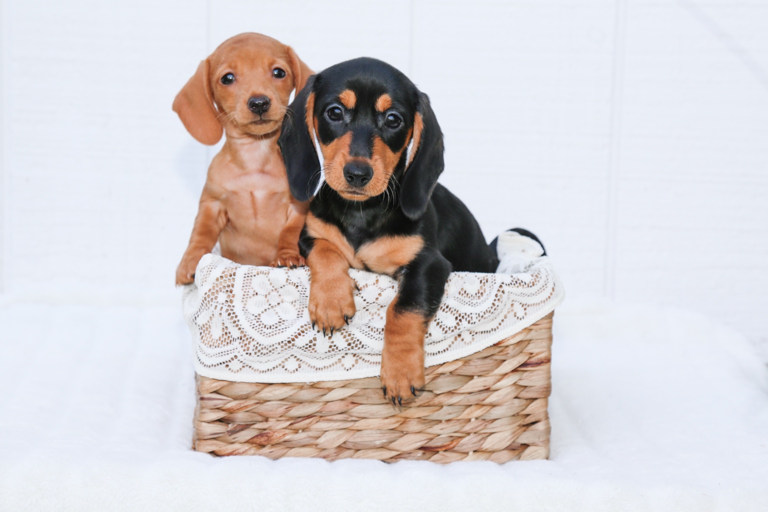 Two Bayview dachshund puppies sitting in a basket