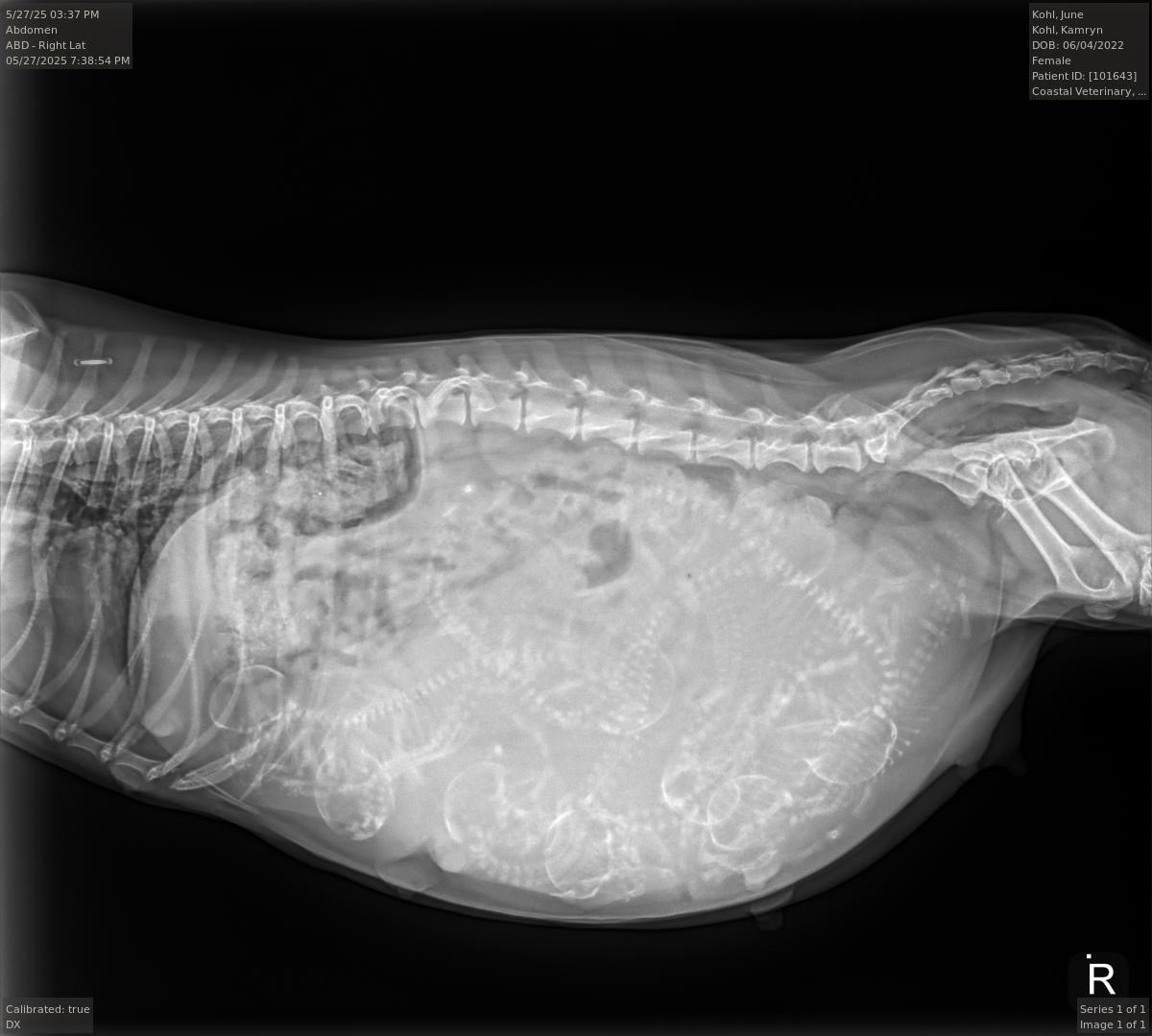 Radiograph of a pregnant Bayview dachshund