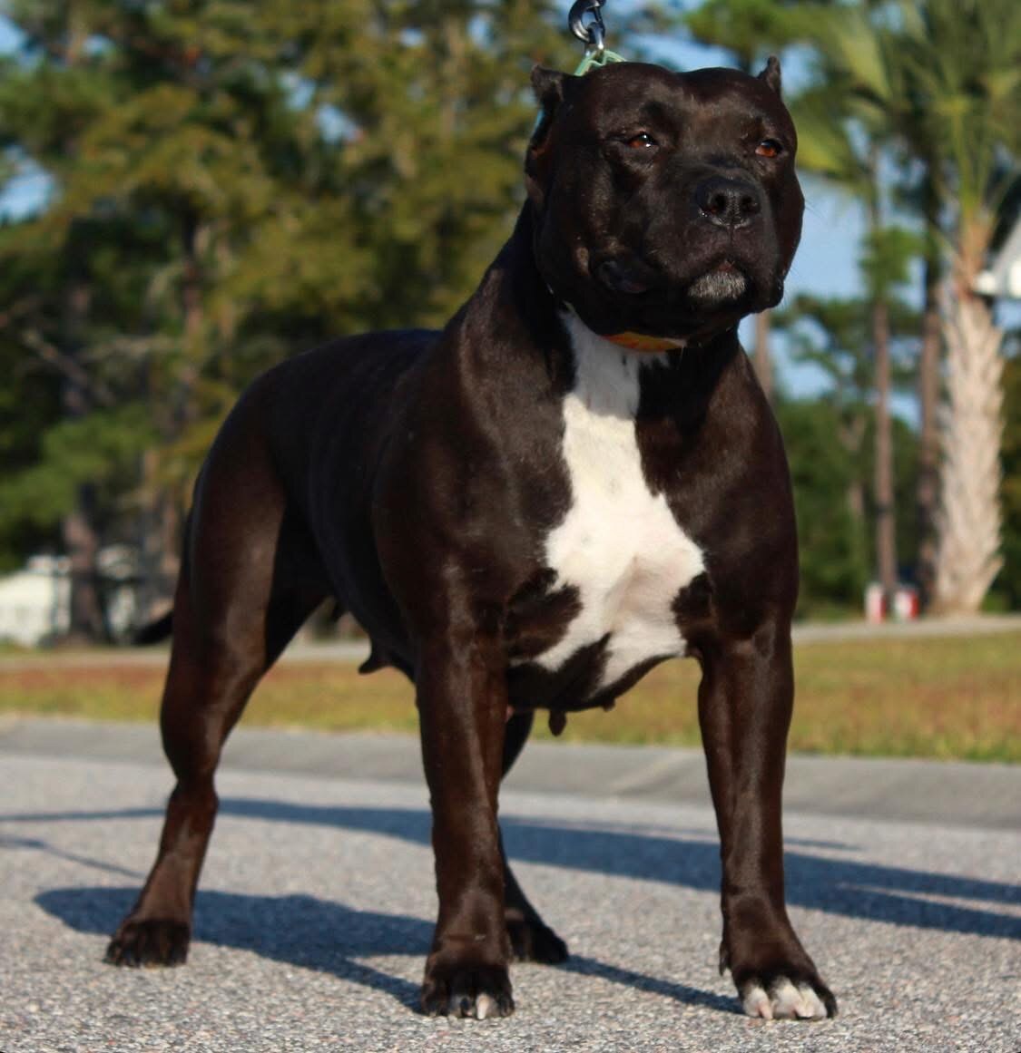 Sansa of Bullshark Bullies